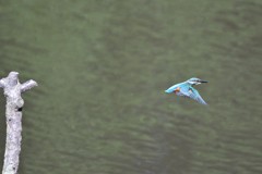 カワセミさんお久しぶり