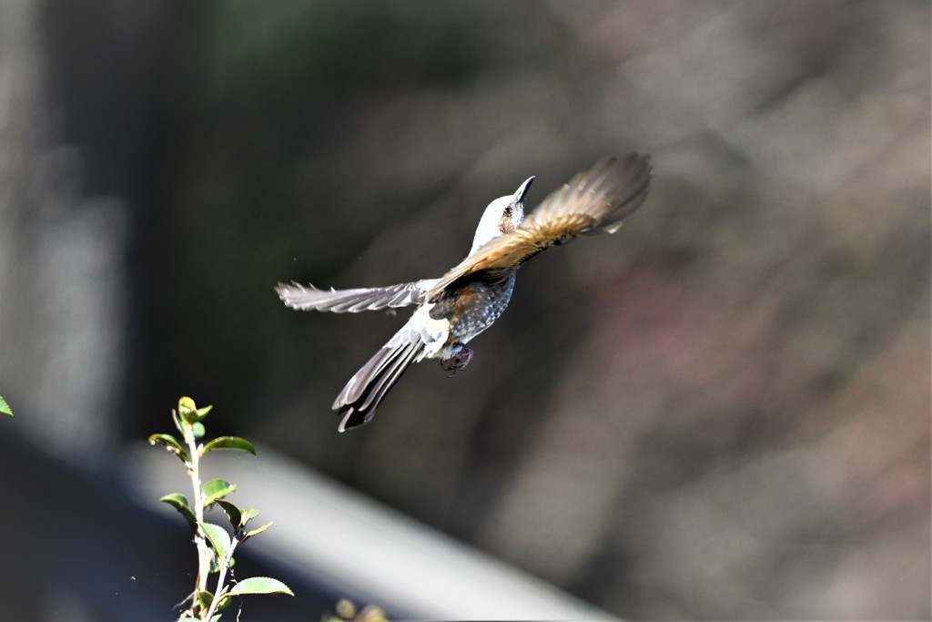 ヒヨちゃんジャンプ