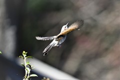 ヒヨちゃんジャンプ