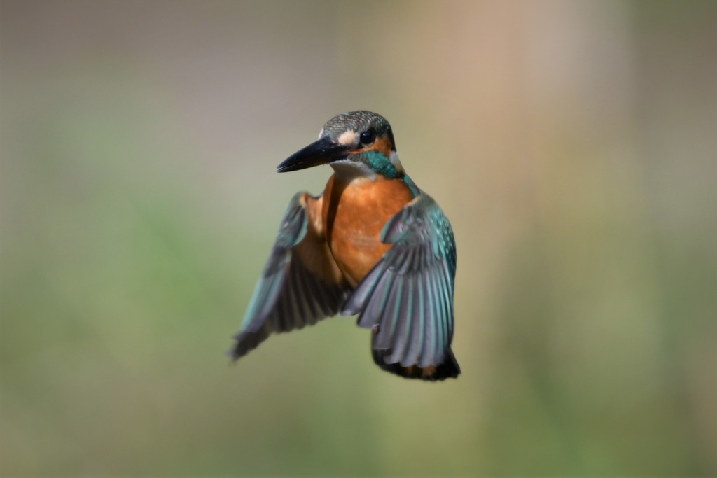 ホバ（パラパラ漫画風）８