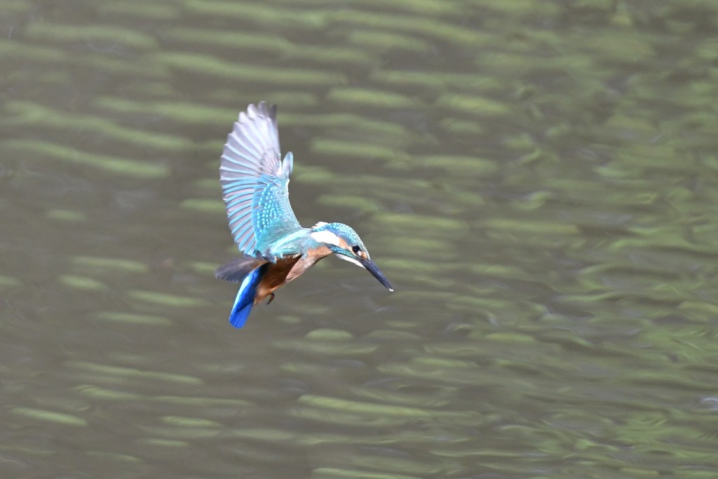 ホバしてくれた～