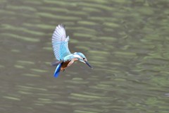 ホバしてくれた～