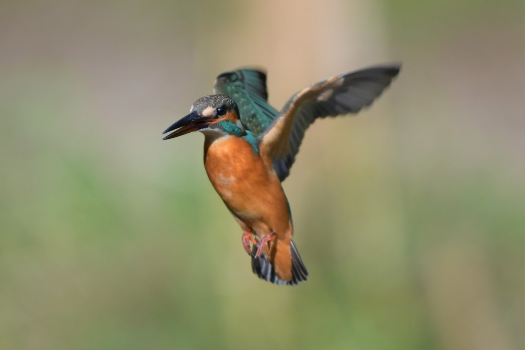 ホバ（パラパラ漫画風）１