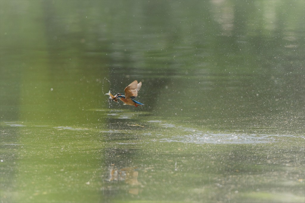 とうちゃんお魚