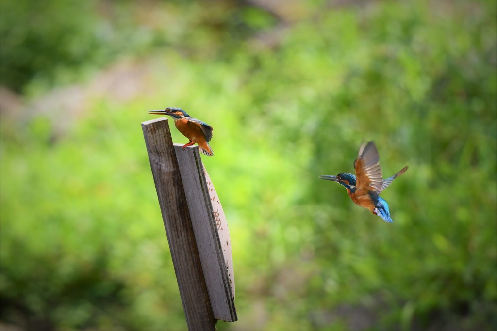 ボッチ君襲来！？
