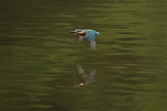 リフレクション