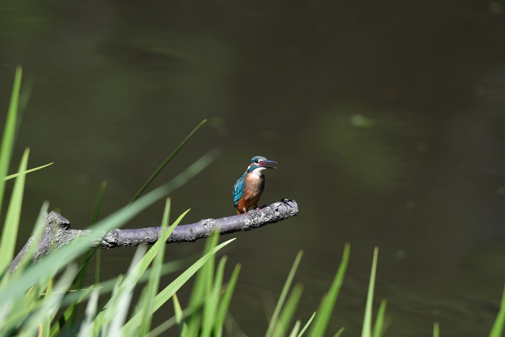 カワセミさんお久しぶり