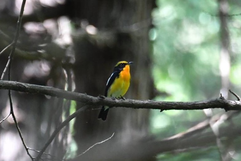 キビタキさん、近くに来て！