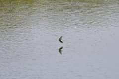 つばめさんのマネ～