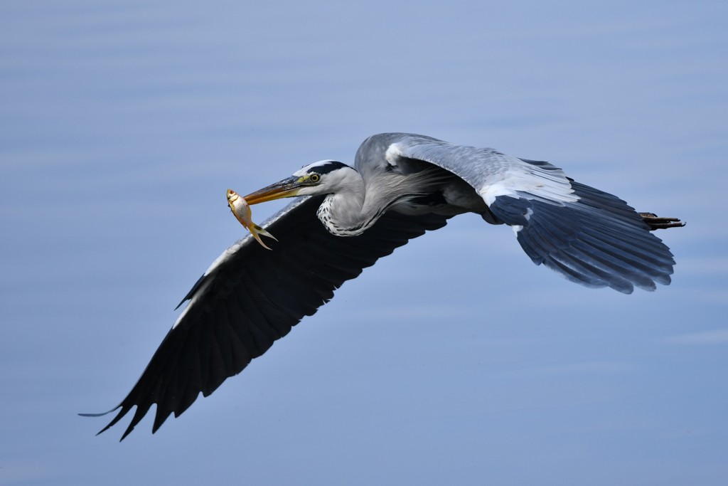 アオサギさんの捕食