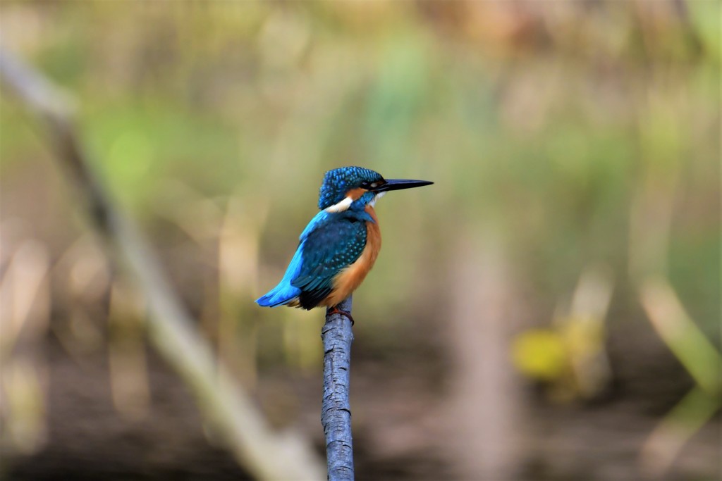 しっぽを上げて