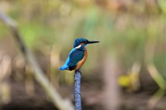 しっぽを上げて