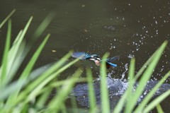 カワセミさんお久しぶり