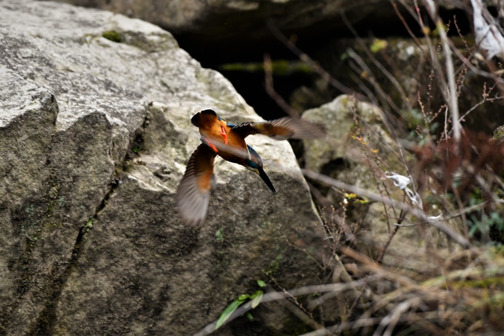 カワちゃん裏側