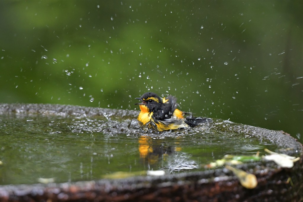 キビタキさん、わ～！！