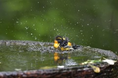 キビタキさん、わ～！！