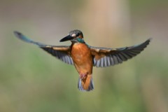 ホバ（パラパラ漫画風）５