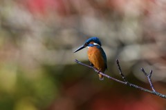 紅葉のスクリーン