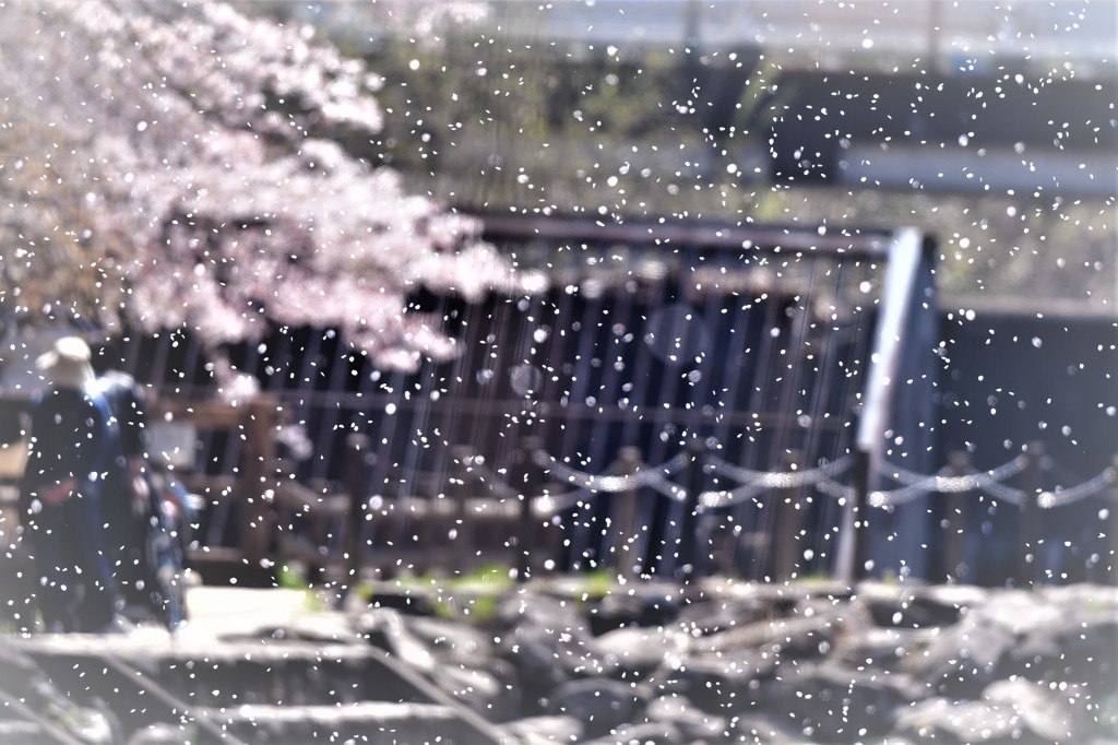 サクラ吹雪