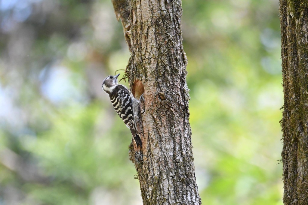 コゲラさん新築工事中