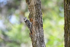 コゲラさん新築工事中