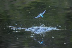 水浴びからの急旋回