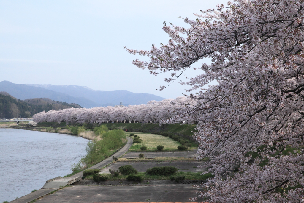 桧木内川桜全景