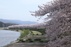 桧木内川桜全景