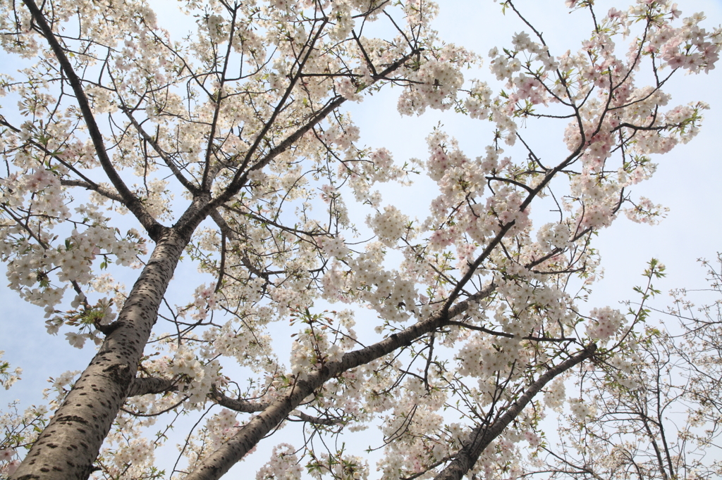 花曇り　（希望の若桜２）