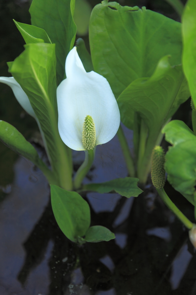 綺麗な水芭蕉１