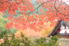 夢の紅葉　談山神社04