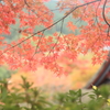 夢の紅葉　談山神社04