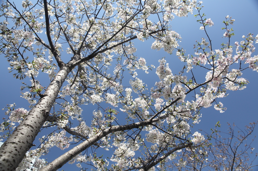 希望の若桜