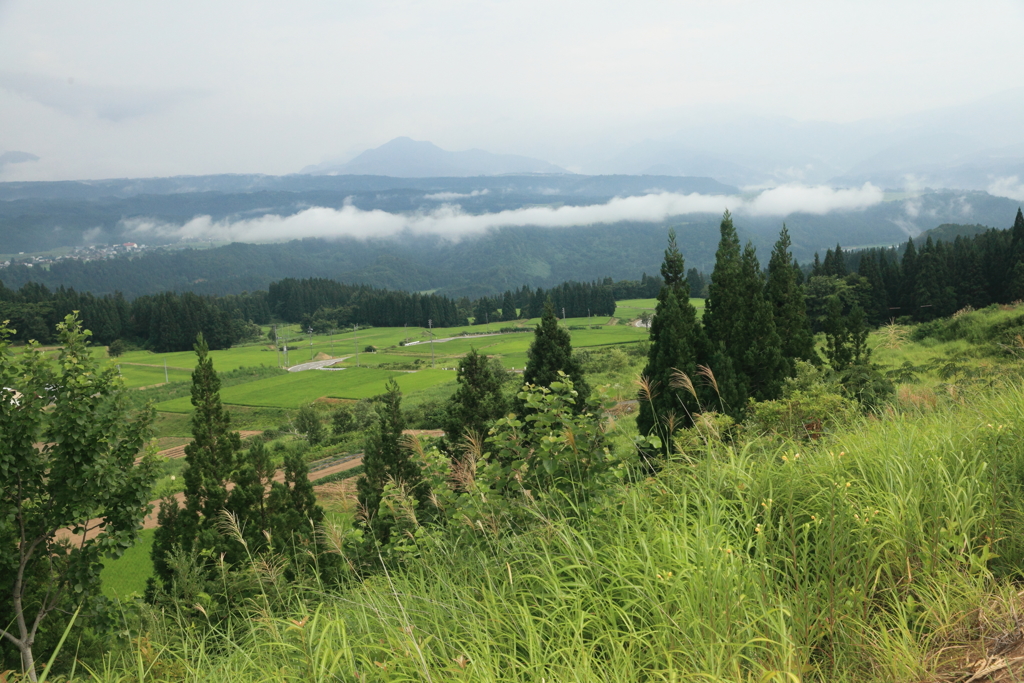 津南町の緑１