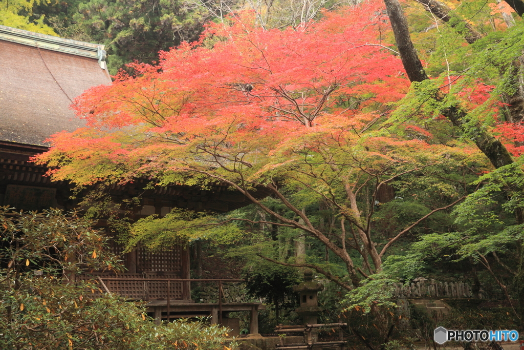 紅葉始まる　室生寺08