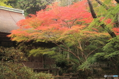 紅葉始まる　室生寺08
