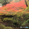 紅葉始まる　室生寺08