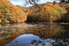 爽やかな朝　曲沢沼