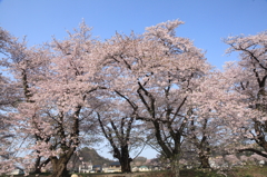 華麗なる姿４