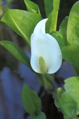 綺麗な水芭蕉２