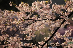 朝日に燃える