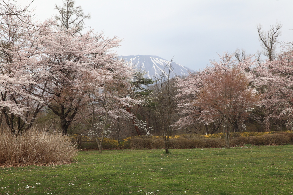 公園内桜