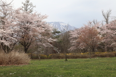 公園内桜