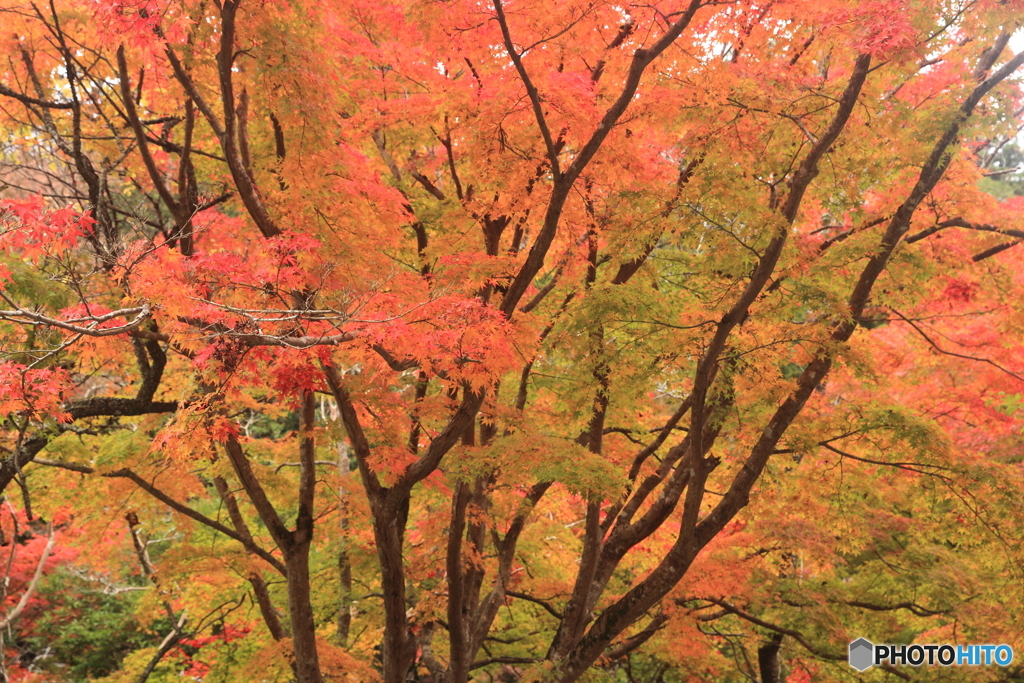 柔らか紅葉　室生寺10