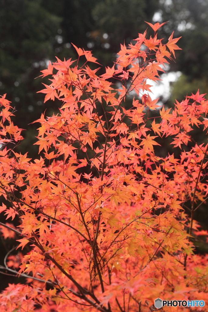 紅葉　室生寺09