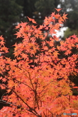 紅葉　室生寺09