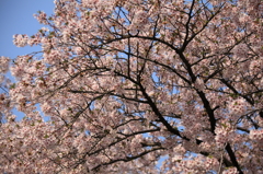 大きな広がり