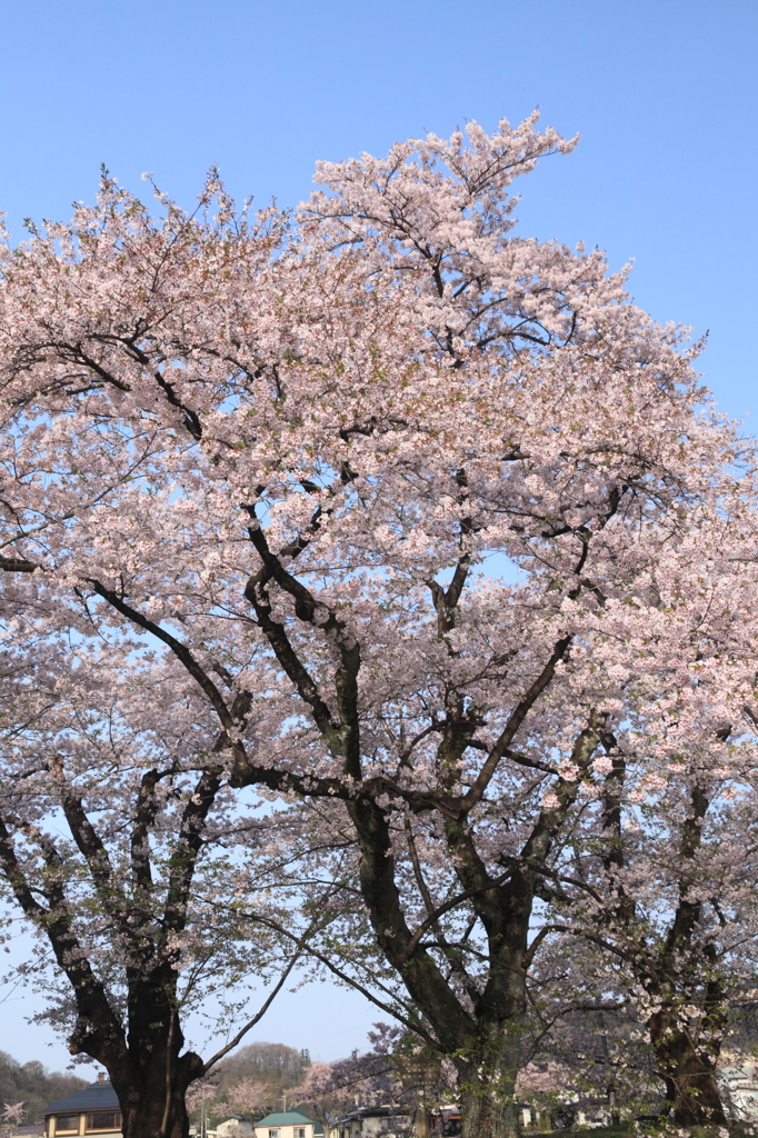 華麗なる姿３