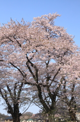 華麗なる姿３