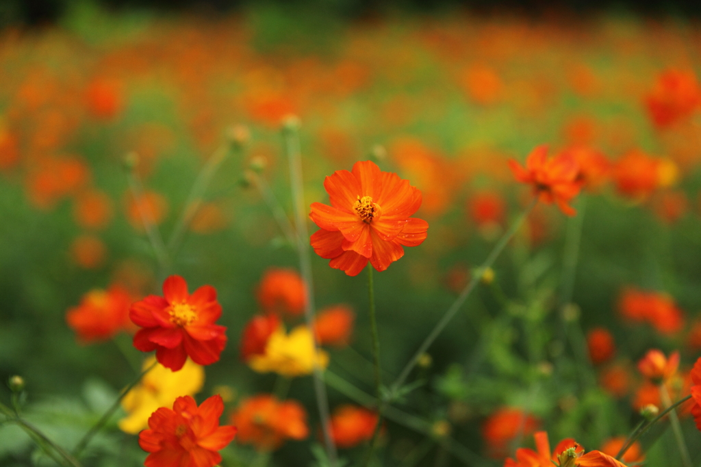 花歌う